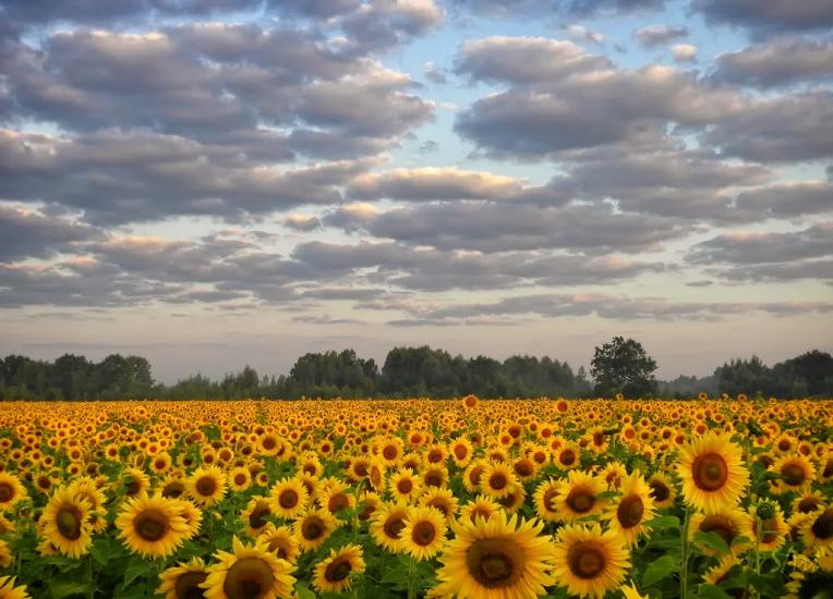 Грибова Рудня з panoramio.com - Грибова Рудня