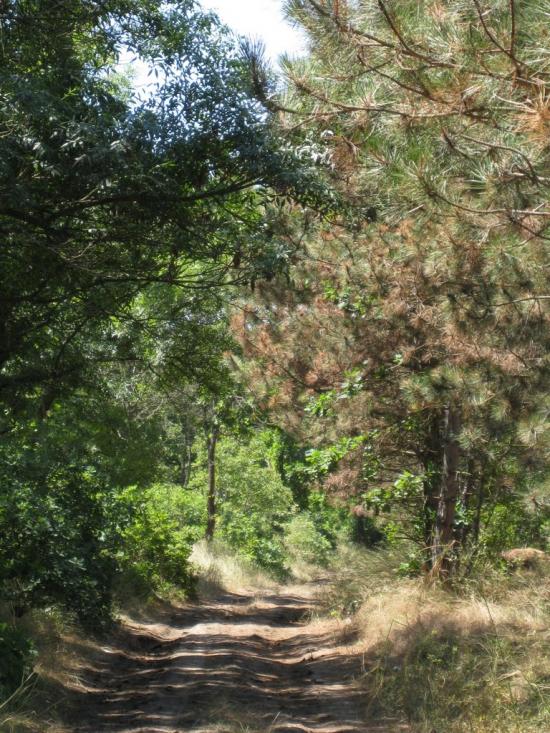 Лебедівка з panoramio.com - Lebedivka