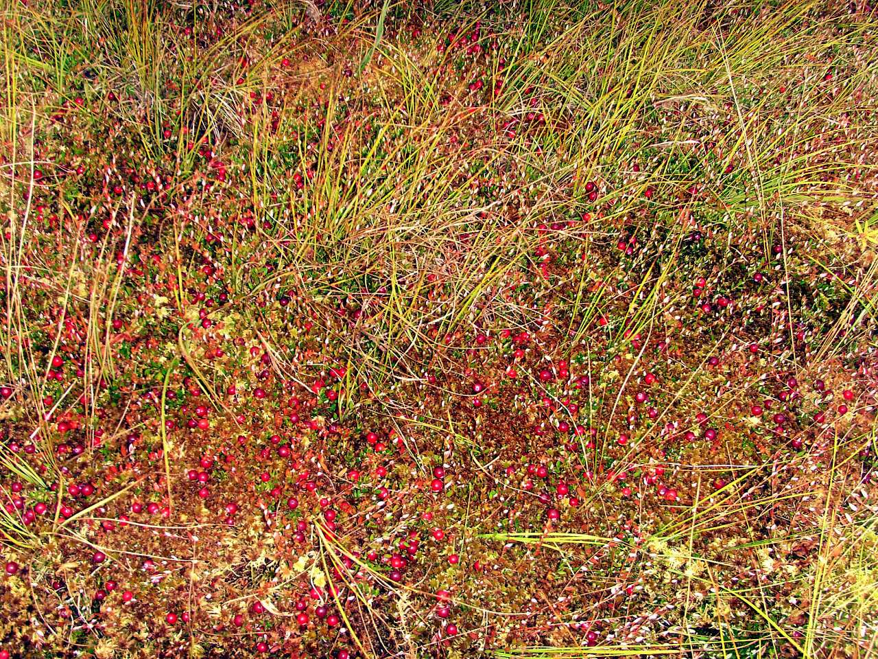 Осень - Тхорин