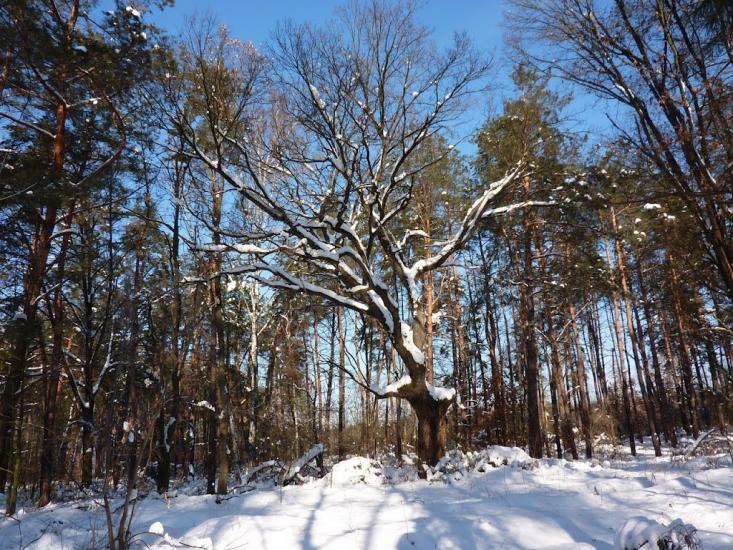 Романків з panoramio.com - Romankiv