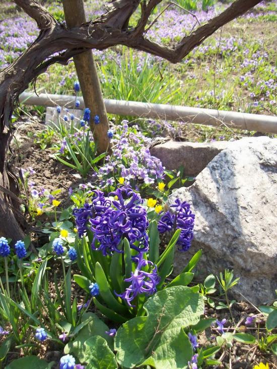 Нагірне з panoramio.com - Нагірне