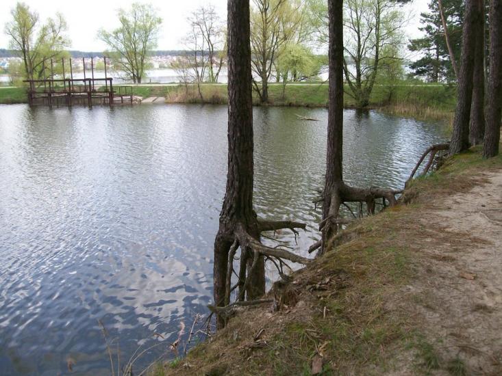 Лісне з panoramio.com - Лісне