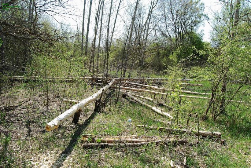 Плавні з panoramio.com - Плавни