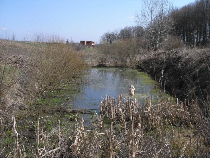 Зарванці з panoramio.com - Зарванцы