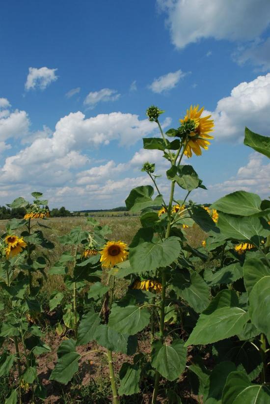 Руська Лозова з panoramio.com - Русская Лозовая