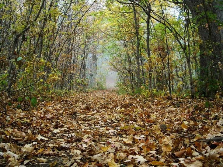 Виноградний з panoramio.com