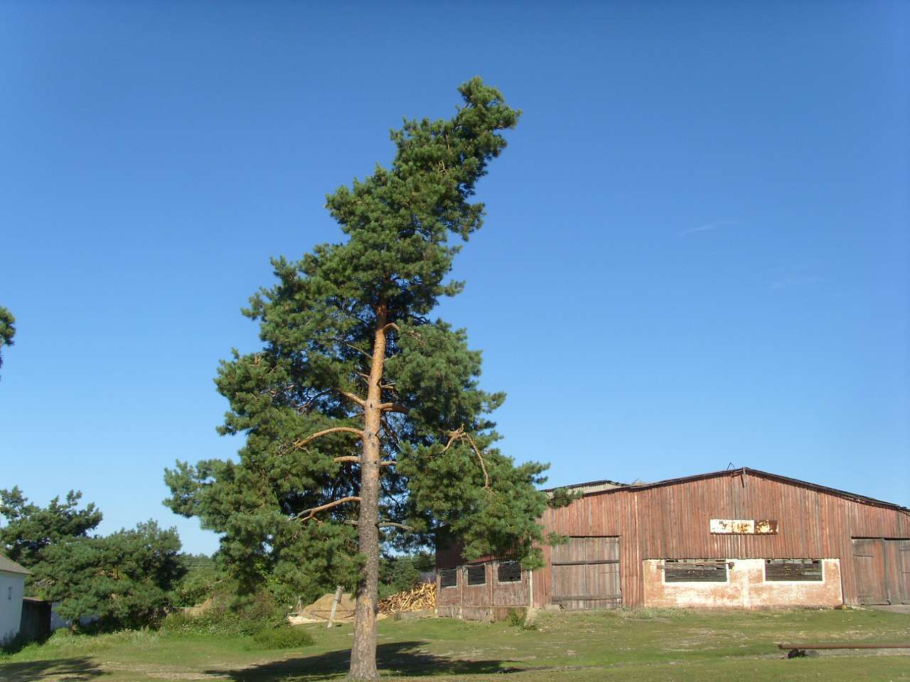 Лето - Тхорин