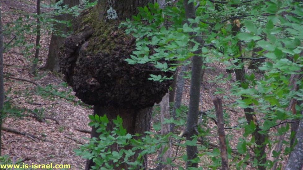 Многоріччя з panoramio.com - Многоречье