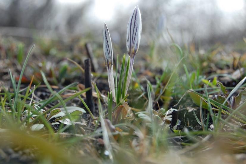 Кринична з panoramio.com - Криничная