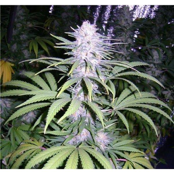 Плавське з panoramio.com - Плавське