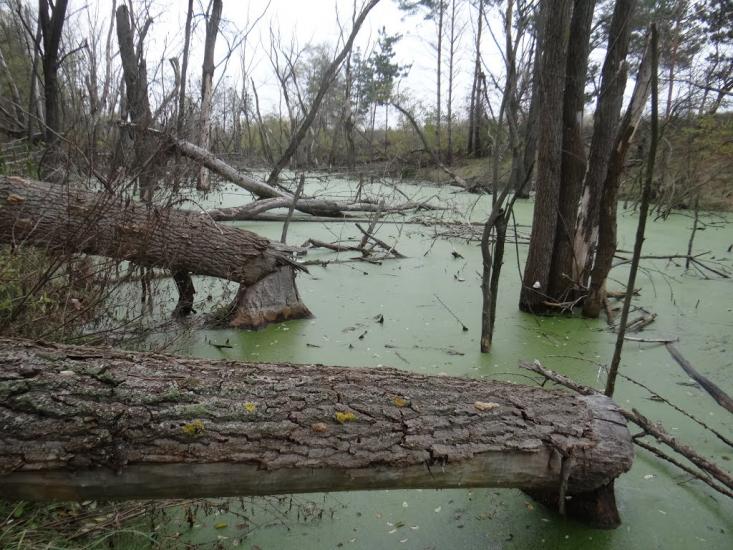 Дніпровське з panoramio.com - Дніпровське