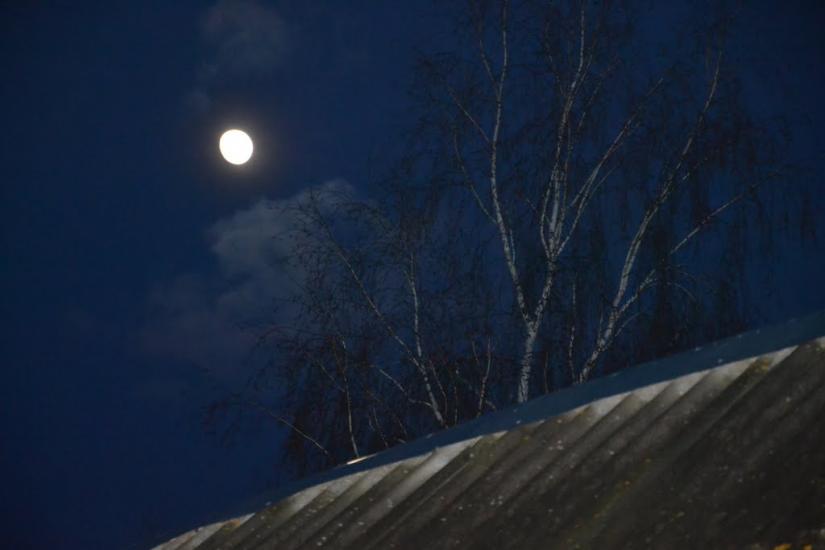 Вільха з panoramio.com - Вільха