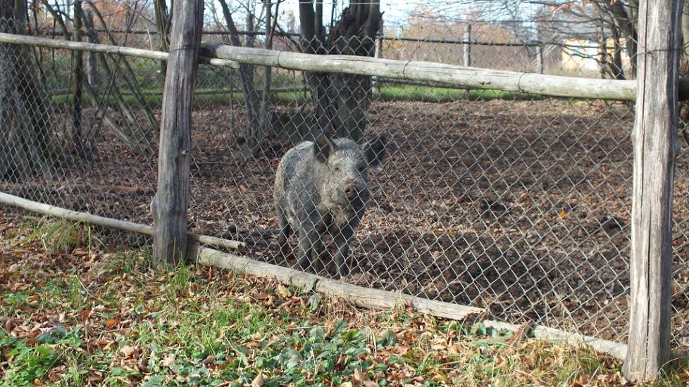 Бондарів з panoramio.com - Бондарев