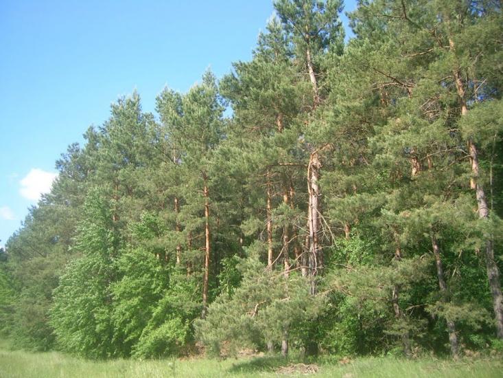 Северинівка з panoramio.com - Severynivka