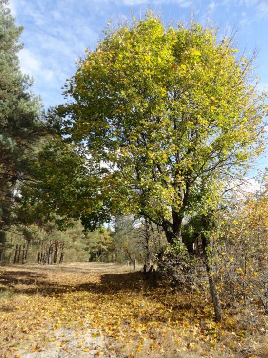 Градиськ з panoramio.com - Gradysk
