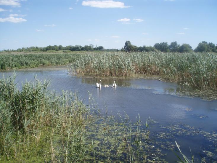 Чапаєвка з panoramio.com - Чапаевка