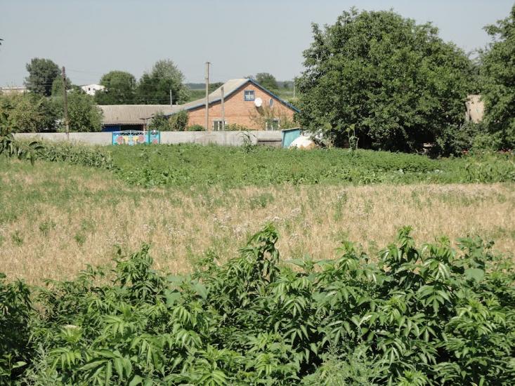 Шовкопляси з panoramio.com - Шовкопляси