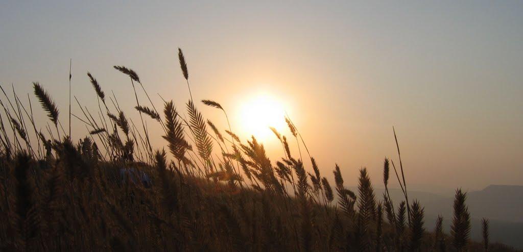 Підгірне з panoramio.com - Підгірне