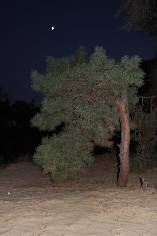 Леськи з panoramio.com - Леськи