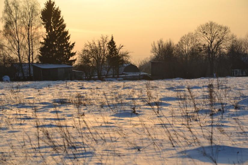 Вільха з panoramio.com - Ольха