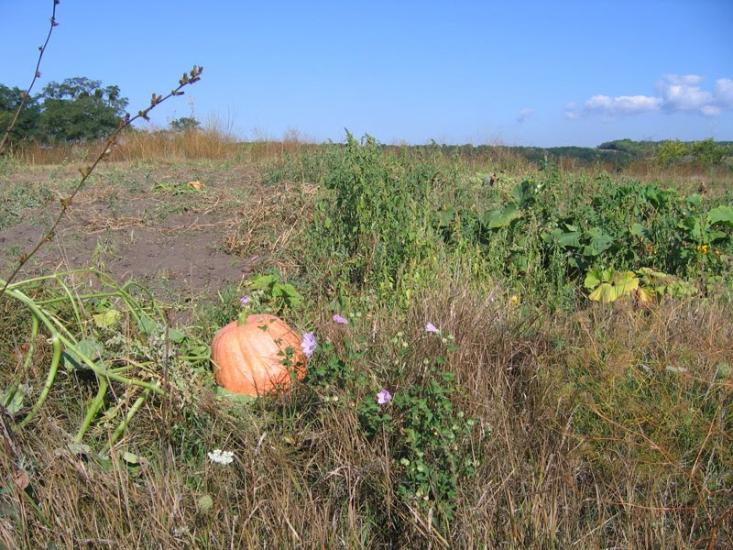 Старі Безрадичі з panoramio.com - Stari Bezradychi