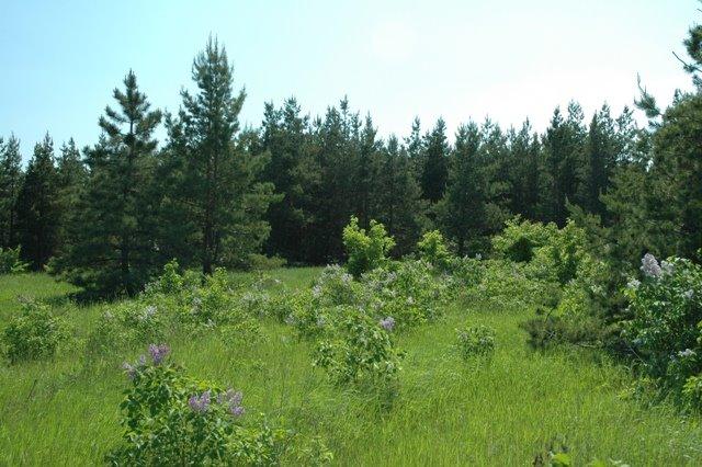 Кринички з panoramio.com - Кринички