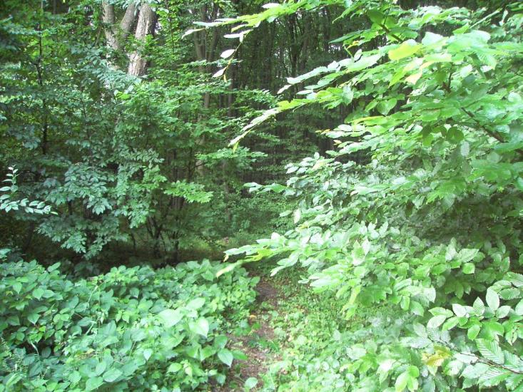 Горошівці з panoramio.com - Горошовцы