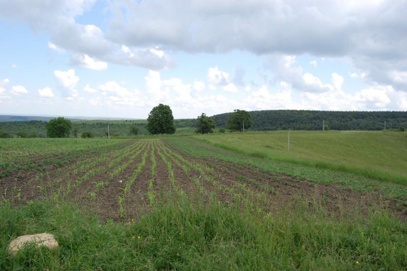 Горошівці з panoramio.com - Горошівці