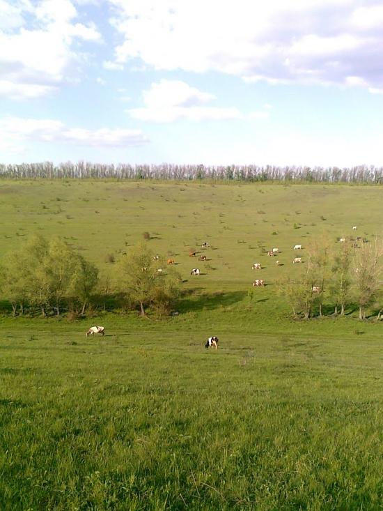 Сподобівка з panoramio.com - Сподобівка