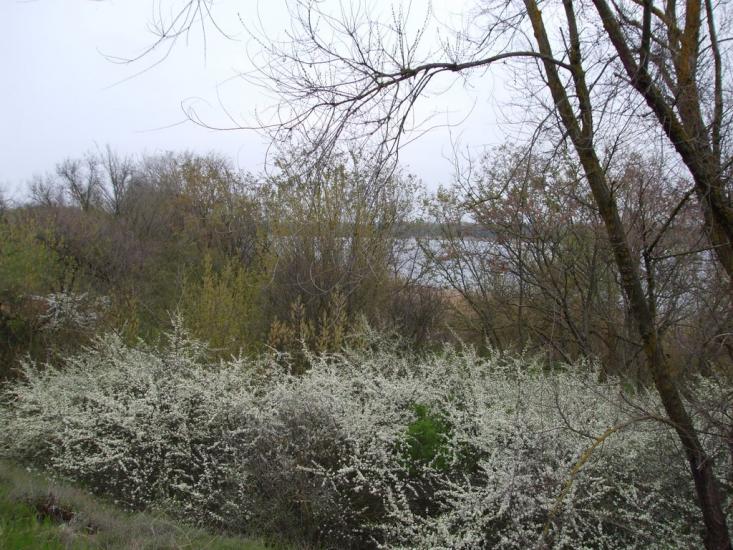 Придніпровське з panoramio.com - Придніпровське