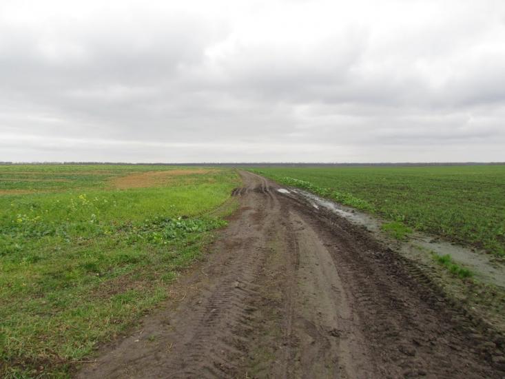 Лісова Лисіївка з panoramio.com - Лісова Лисіївка