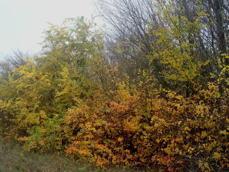 Вільхівці з panoramio.com - Вільхівці