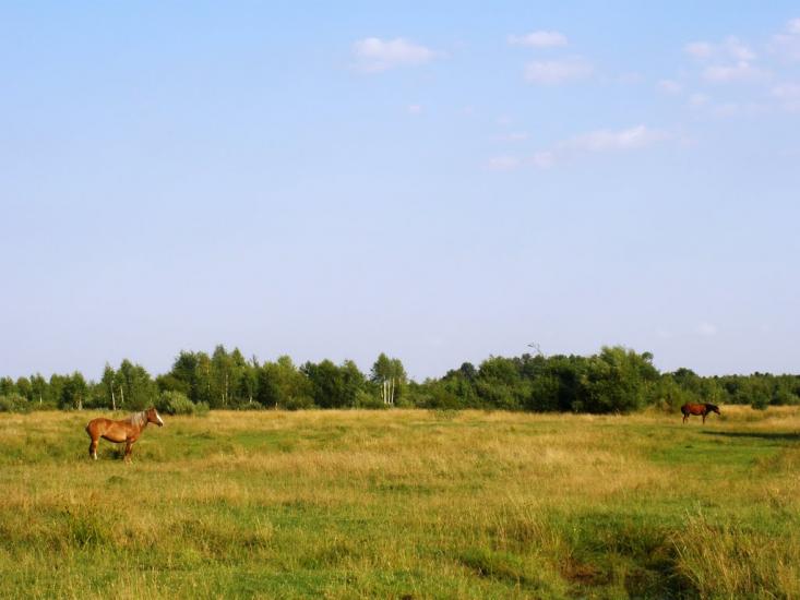Вільха з panoramio.com - Ольха