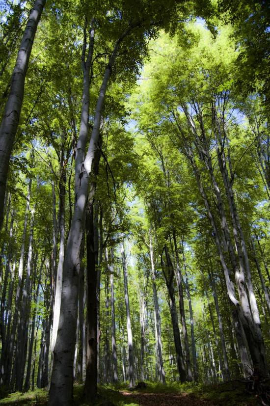 Гута з panoramio.com - Guta