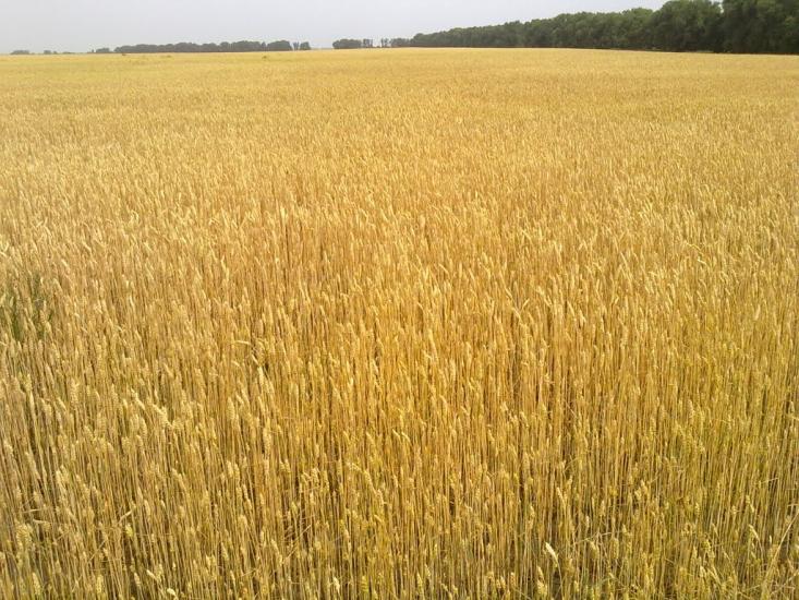 Заїзд з panoramio.com - Заїзд