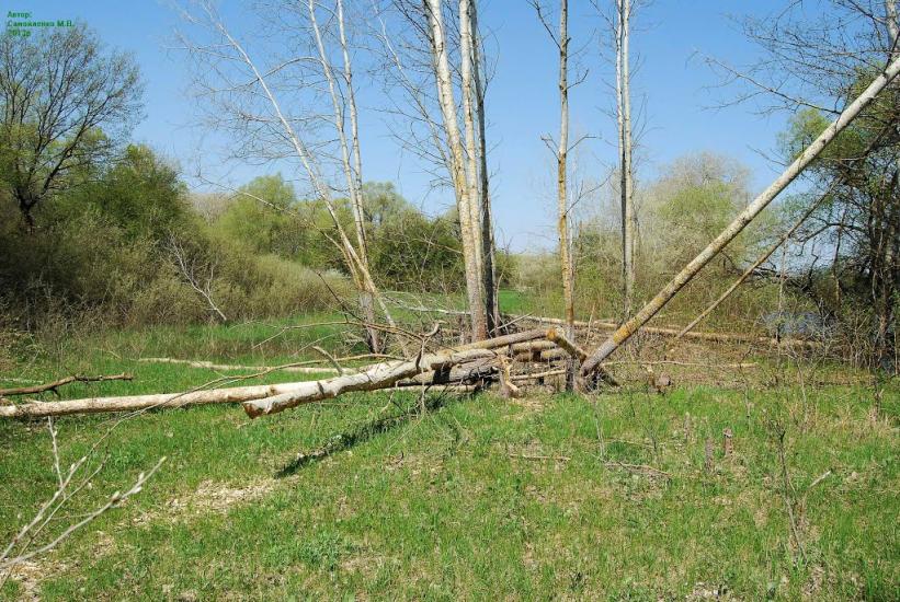 Плавні з panoramio.com - Плавни