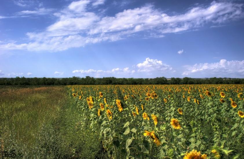 Багерове з panoramio.com - Багерове