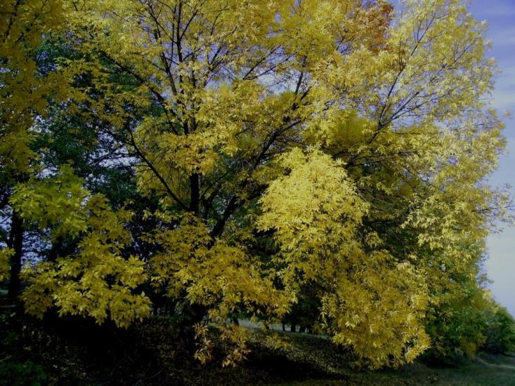 Романівка з panoramio.com - Романівка