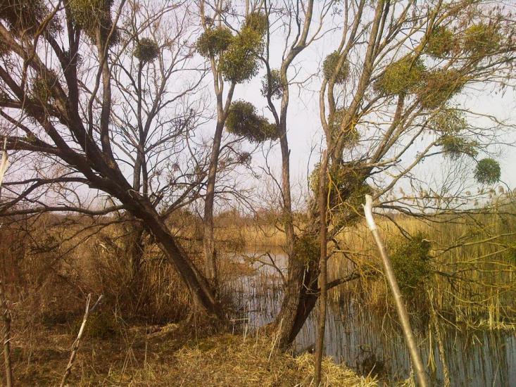 Піски-Удайські з panoramio.com - Пески-Удайские