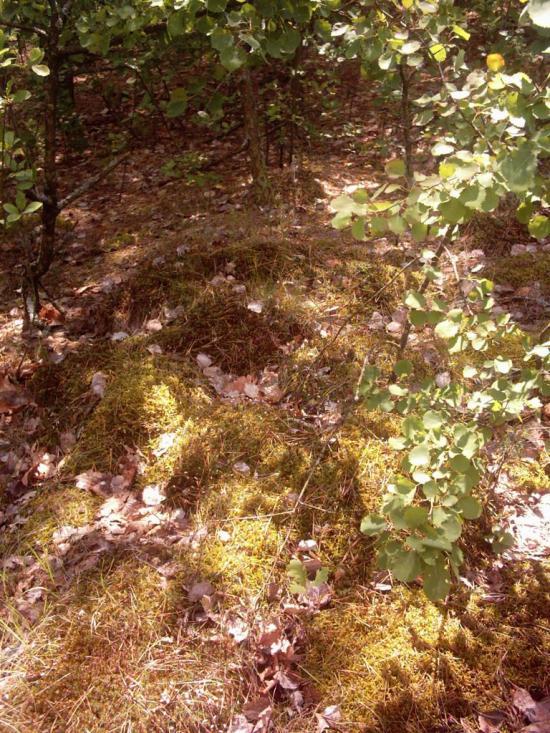 Лисняки з panoramio.com - Лисняки