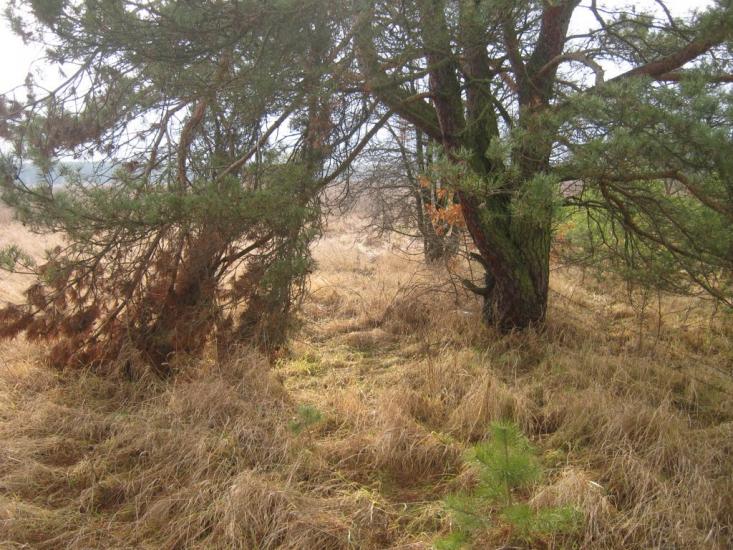 Великі Мости з panoramio.com - Великі Мости