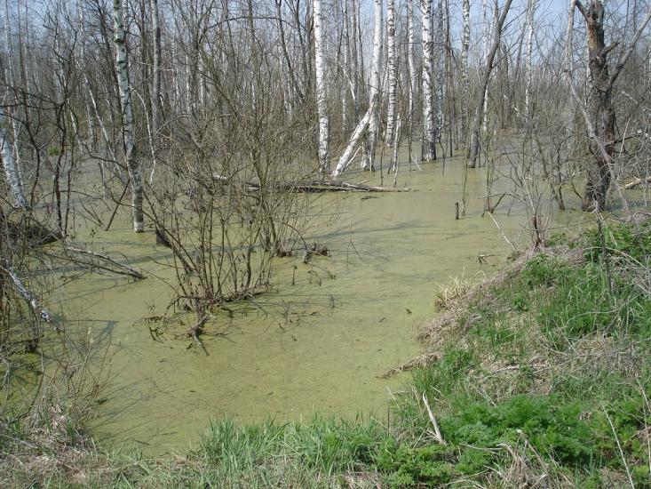 Ірдинь з panoramio.com - Ирдынь