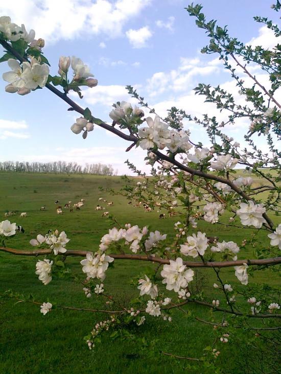 Сподобівка з panoramio.com - Сподобовка
