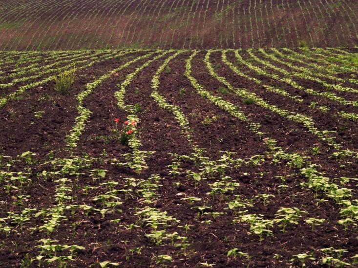Переможне з panoramio.com - Переможное