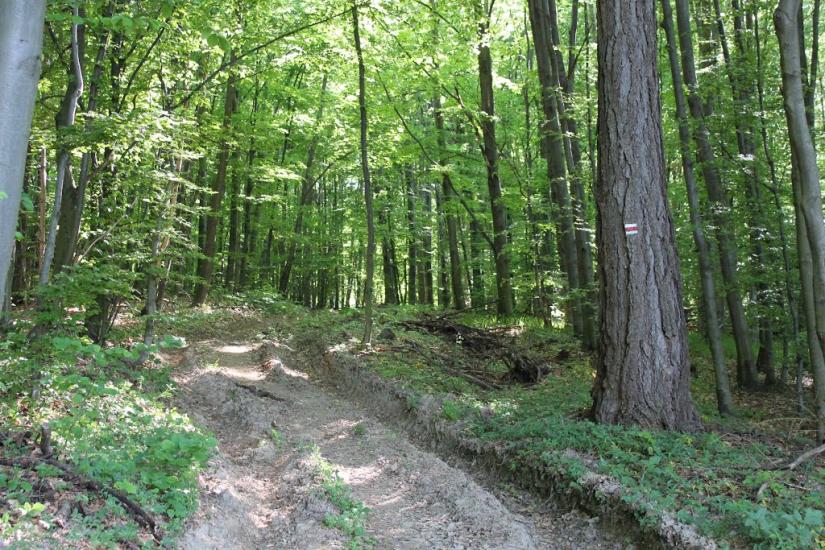 Княгиня з panoramio.com - Княгиня