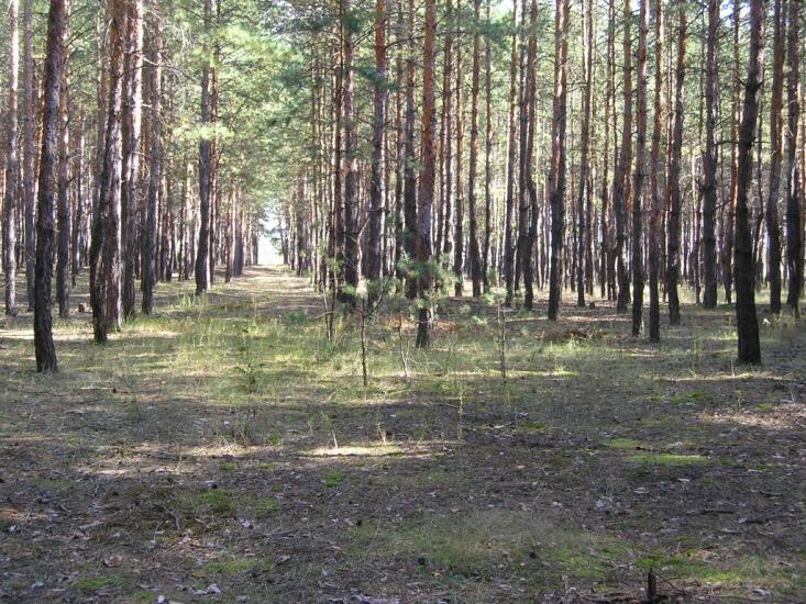 Дробишеве з panoramio.com - Дробышево