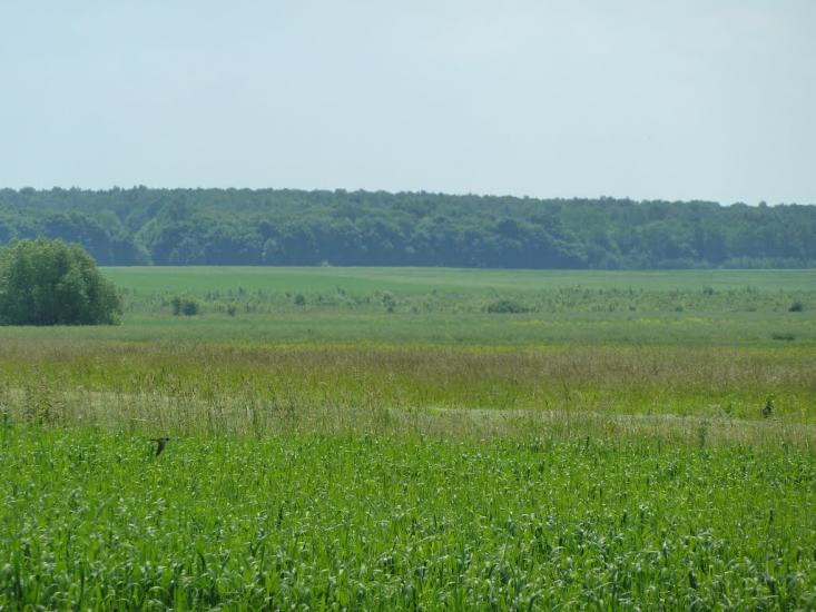 Кураж з panoramio.com - Кураж