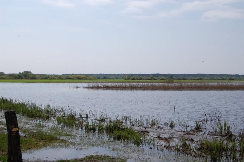 Куликовичі з panoramio.com - Kulykovychi