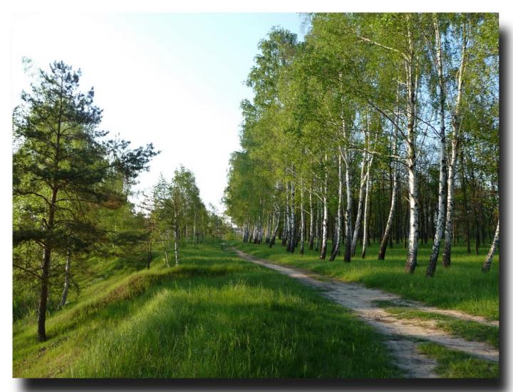 Ровжі з panoramio.com - Ровжи