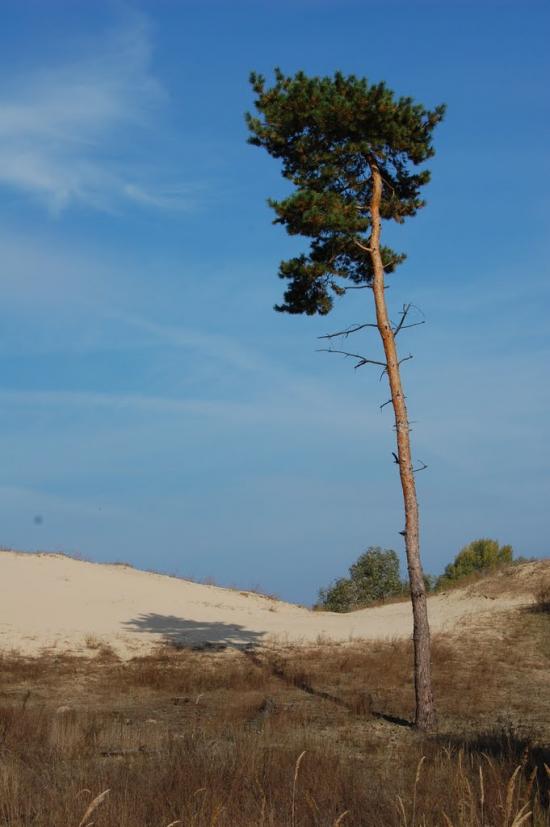Леськи з panoramio.com - Леськи